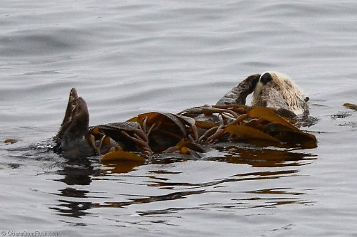 Sea Otter Wrapped in Kelp