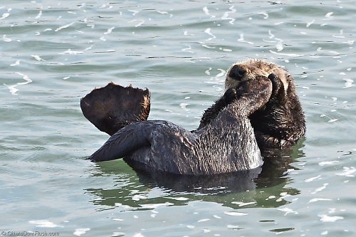 Sea Otter Cleaning Feet
