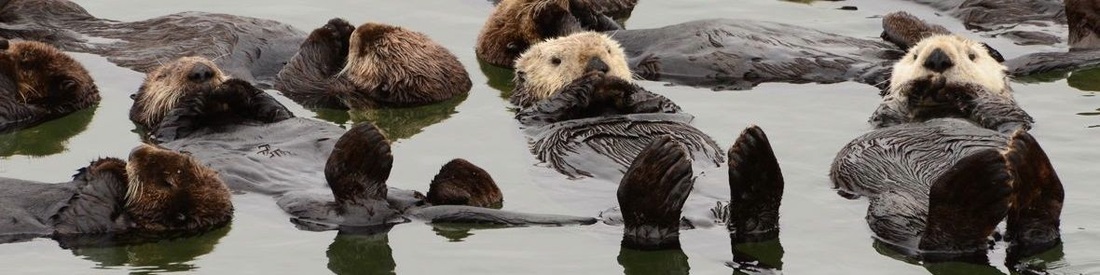 Sea Otter Photos