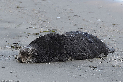 Sea Otter Sleeping on the Beach