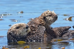 Sea Otter Mom with Pup