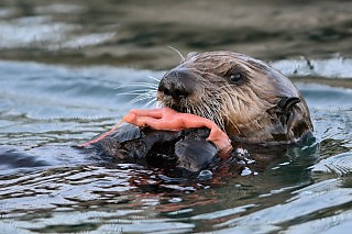 Sea otter pup eats a fat innkeeper worm