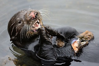 Sea Otter Cracking Open Mussels with Rocks