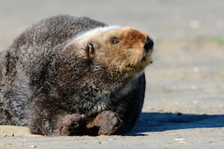Sea Otter Close Up on Beach