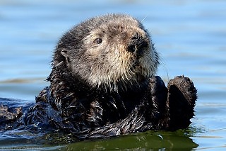 Sunny Sea Otters