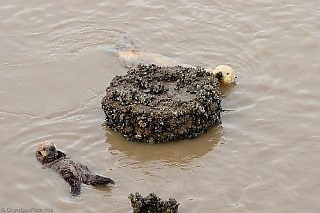 Sea Otter Hide and Seek