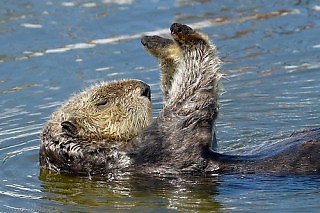 Sea Otter Posing