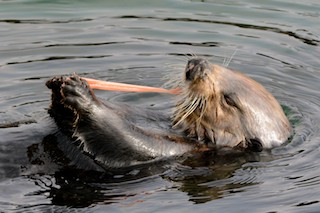 Sea Otter Eats Fat Innkeeper Worms