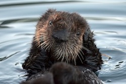 Sea Otter Pup Cleans Face
