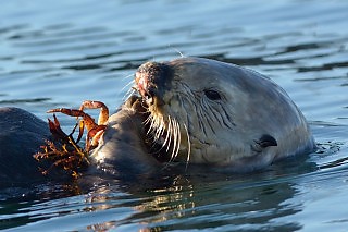 Crab Dinner for Sea Otter