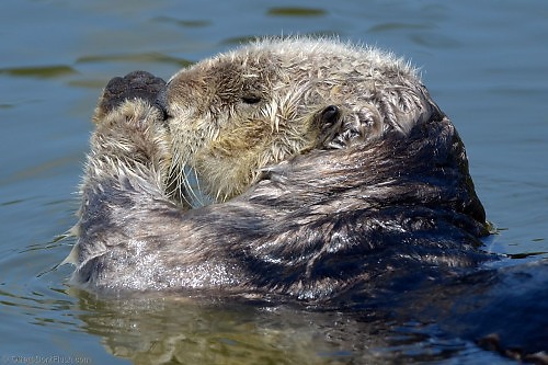Sea Otter Rolls