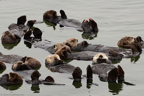 Sea Otter Group