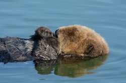 Sea Otter Afternoon Nap and Stretch
