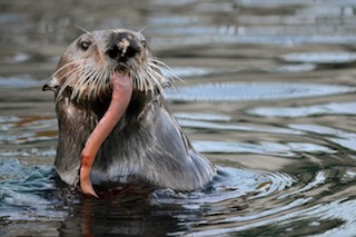 Sea Otter eating a Fatinnkeeper Worm