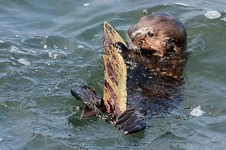 Sea Otter Pup with Marine Pollution