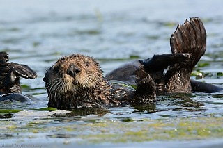Sea Otters and Eelgrass