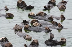 Sea otters resting in a group on a cloudy day