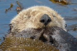 Sea Otter Sleeps with Paws in Mouth