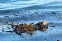Sea Otters Sleeps in Kelp