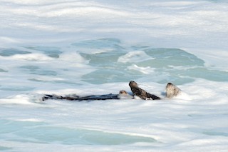 Sea Otter in Sea Foam