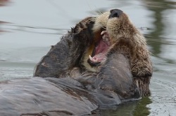 Sea Otter Yawning