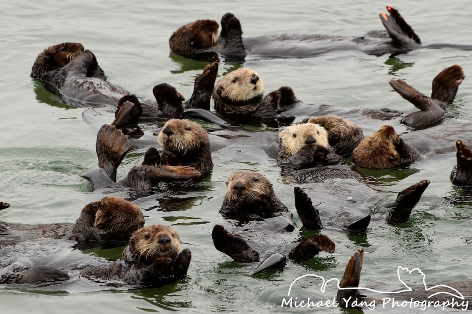 California Sea Otters Resting in a Raft Wake Up