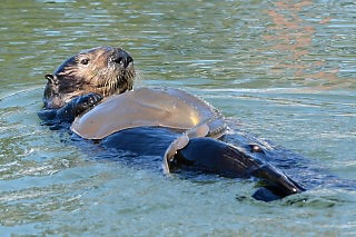 Sea Otter Carries a Thornback Ray