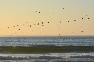 Pelicans Flying over Monterey Bay at Sunset