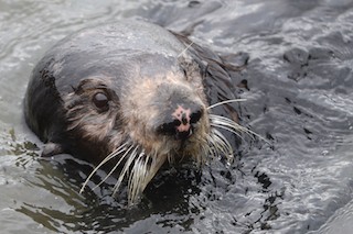 Close up of Sea Otter