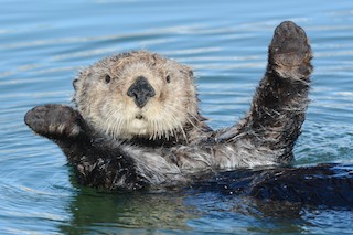 Sea Otter keep their uninsulated paws out of the water to keep warm