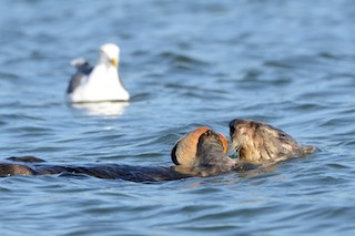 Sea Otter holding a Washington Clam
