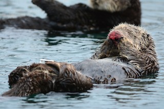 Female Sea Otter with Nose Damage from Mating
