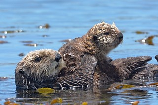 Morro Bay Sea Otters - Mom and Pup