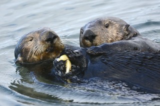 Male sea otter steals food from female otter