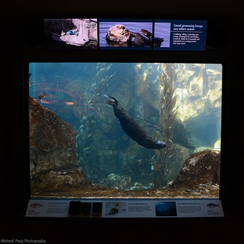 Sea otter swims passed an exhibit window at the Monterey Bay Aquarium