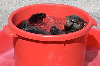 Monterey Bay Aquarium Sea Otters - Sea otter in bucket