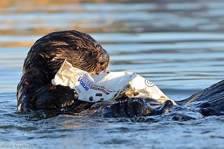 Sea Otter Pup Eating Trash