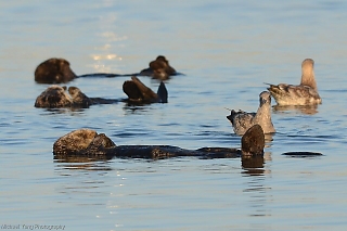 Eye Level with Sea Otters at Sunset