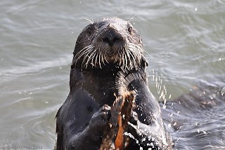 Sea Otter Opening Mussels
