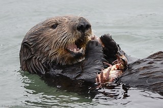 Sea Otter Lunching on Crabs