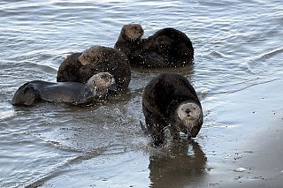 Sea Otters at Shore's Edge