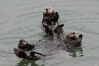 Sea Otters Dancing