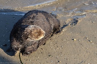 Sea Otter Landing