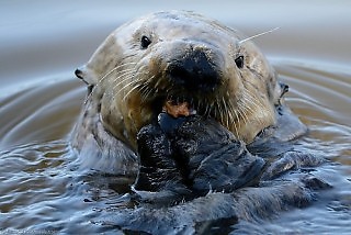 Sea Otter Eating Mussels