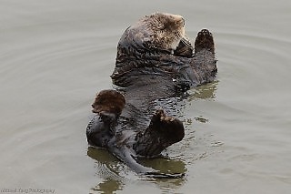 Very Bendy Sea Otter Sequence