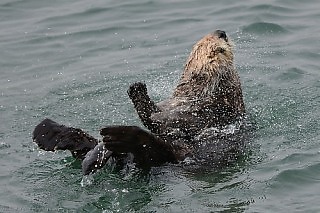 Sea Otter Grooming