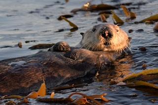 Sea Otter in Kelp at Sunrise