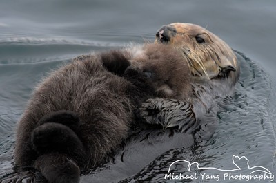 Sea Otter Mom with Her Newborn Pup - Michael Yang Photography