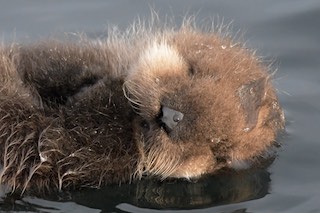 Newborn baby sea otter pup sleeps