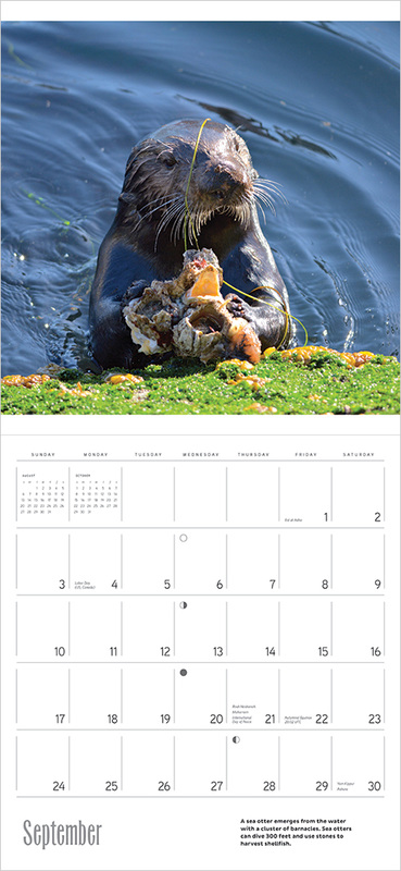 2017 Sea Otters Calendar by Michael Yang - September
